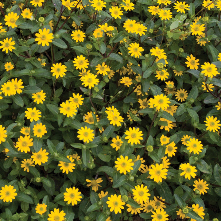 Sanvitalia procumbens Seeds