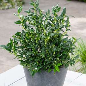 Sarcococca confusa Plants