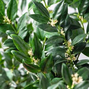 Sarcococca confusa Plants