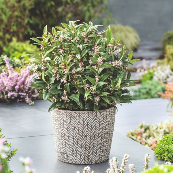Sarcococca Hookeriana Winter Gem Flower Plant