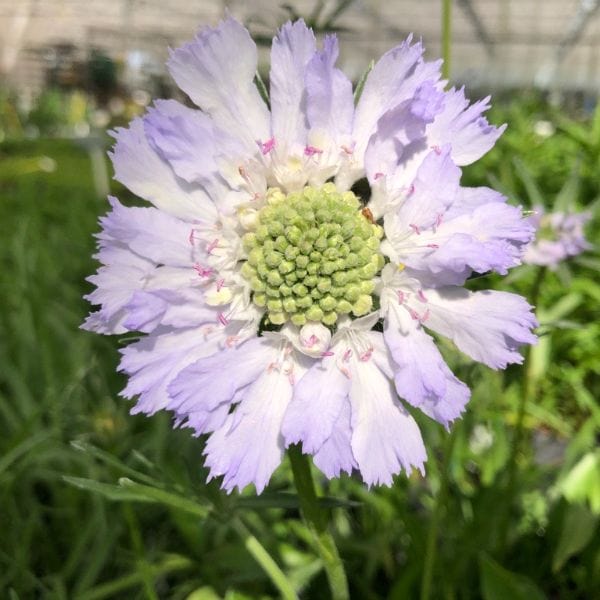 Scabious caucasia Perfecta Blue