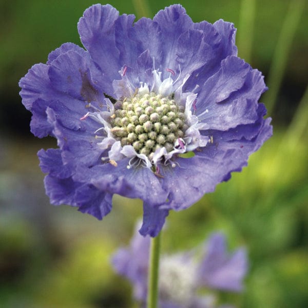 Scabious caucasia Perfecta Blue