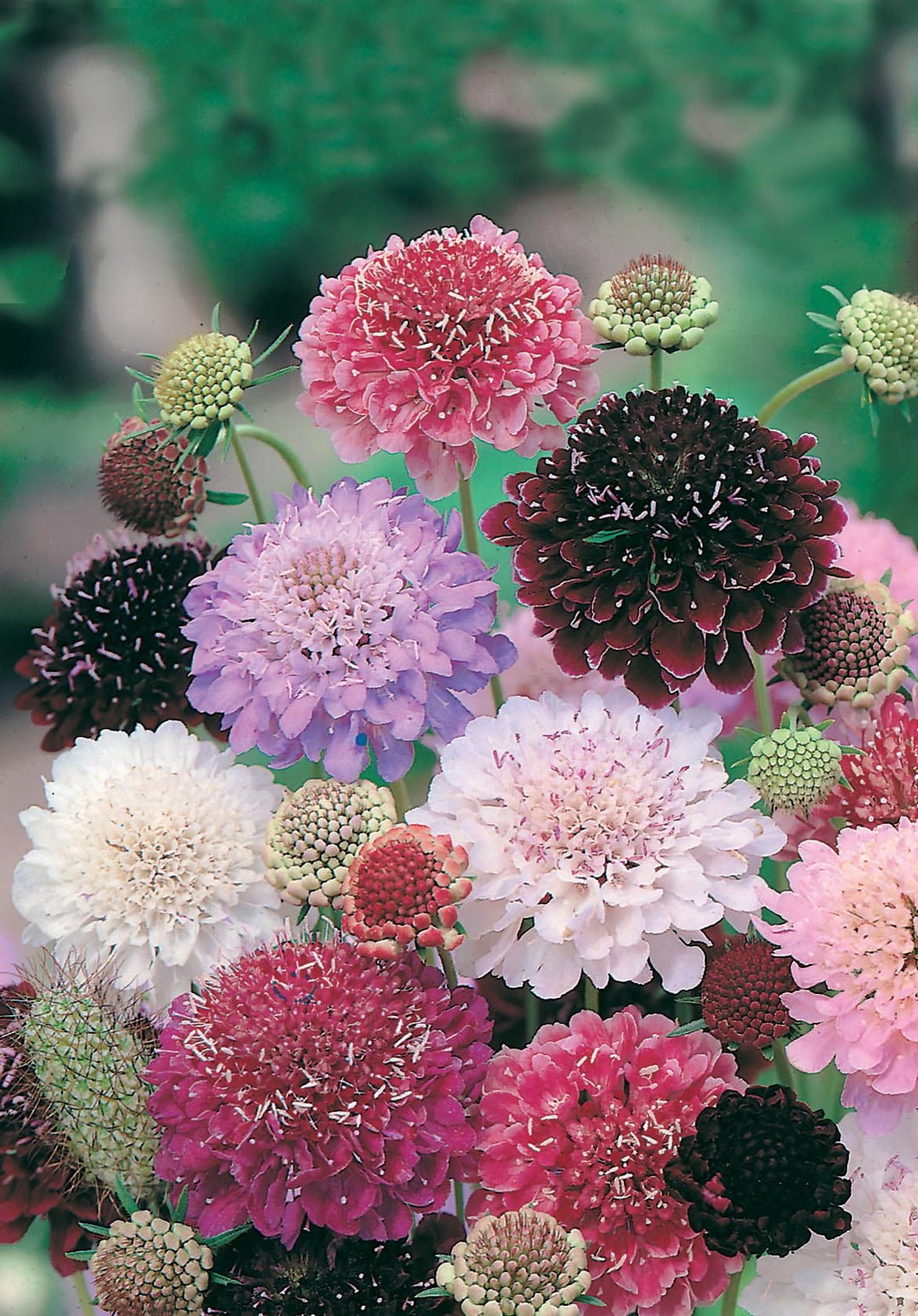 Scabious Tall Double Mixed Seeds