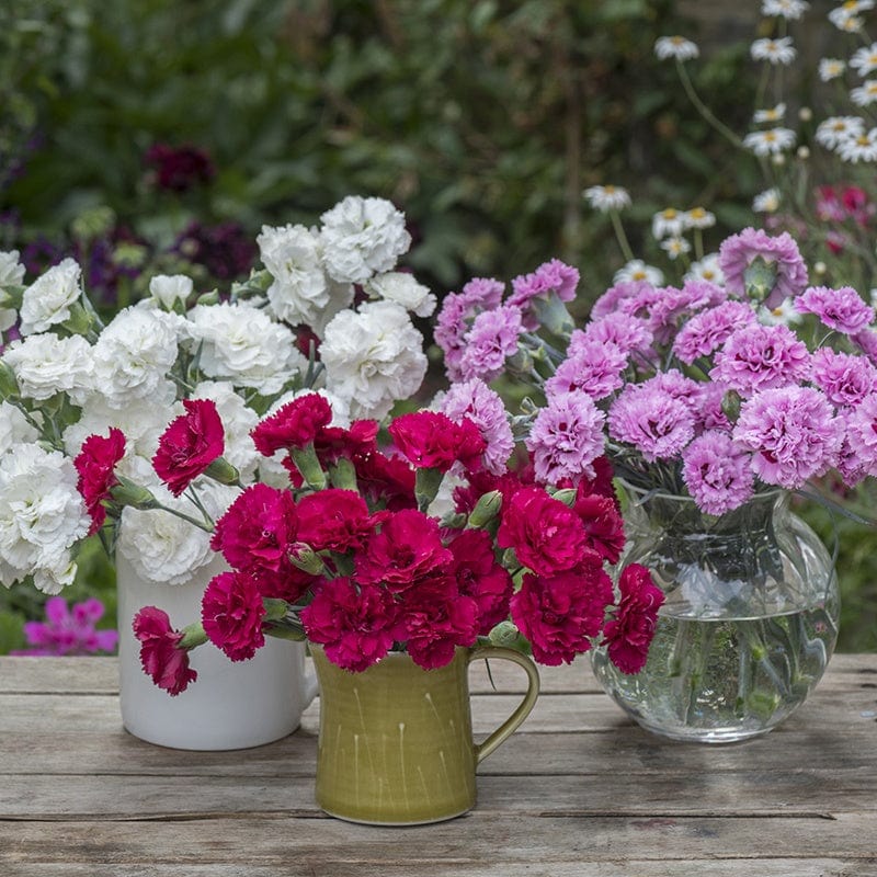 Scented Garden Pinks Collection