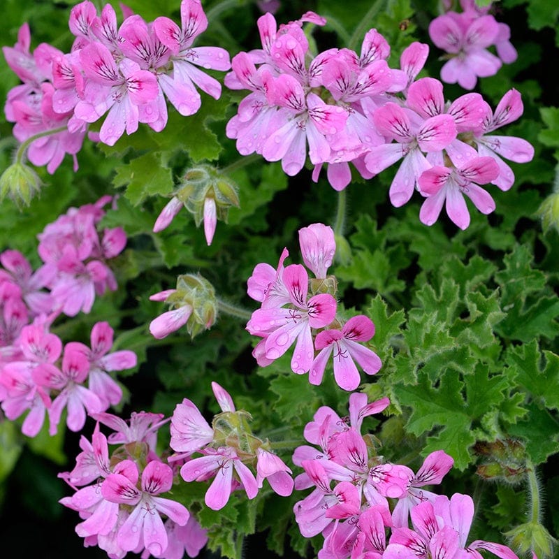 Scented Leaf Pelargonium Collection