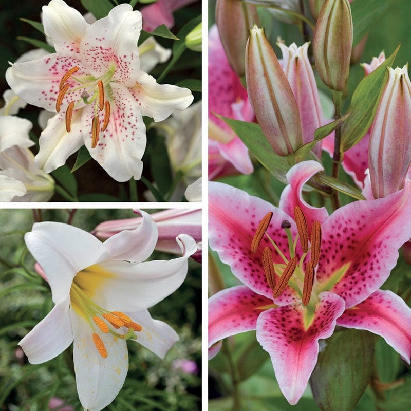 Scented Lilium Collection