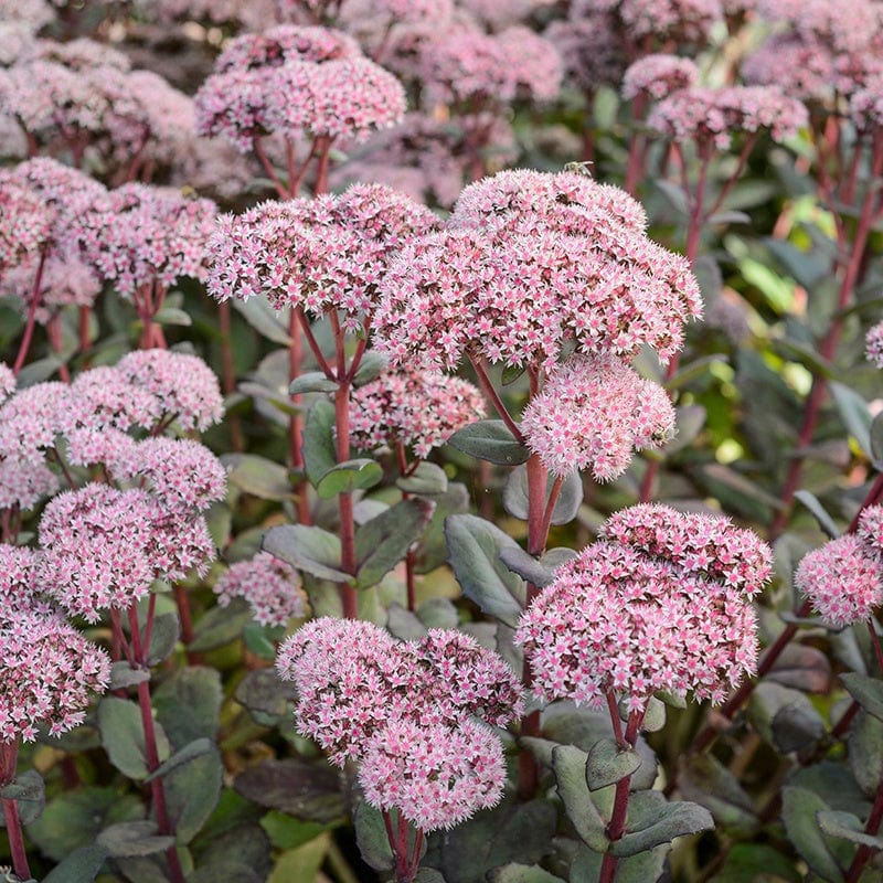 Sedum Matrona