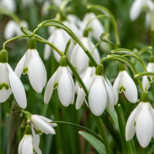 Single Snowdrops 'in the green'