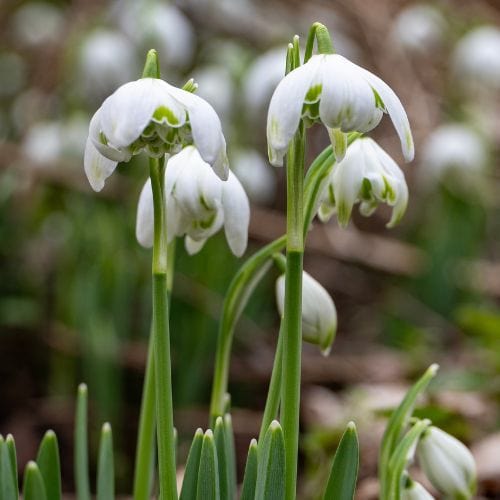 Single Snowdrops 'in the green'