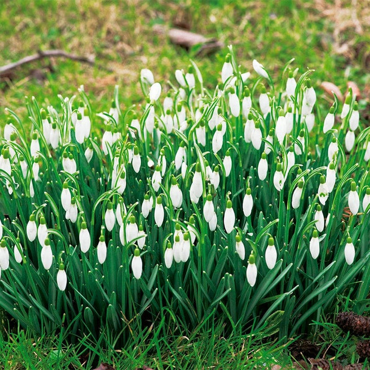 Single Snowdrops 'in the green'