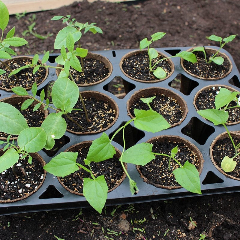 Skelly Trays Growing