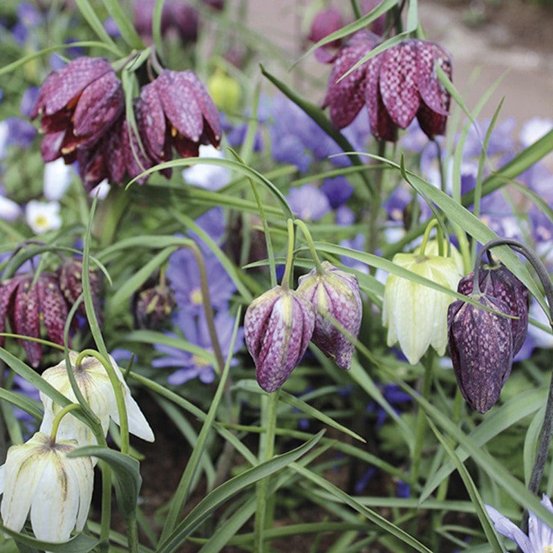 Snakeshead Fritillary Bulb Collection