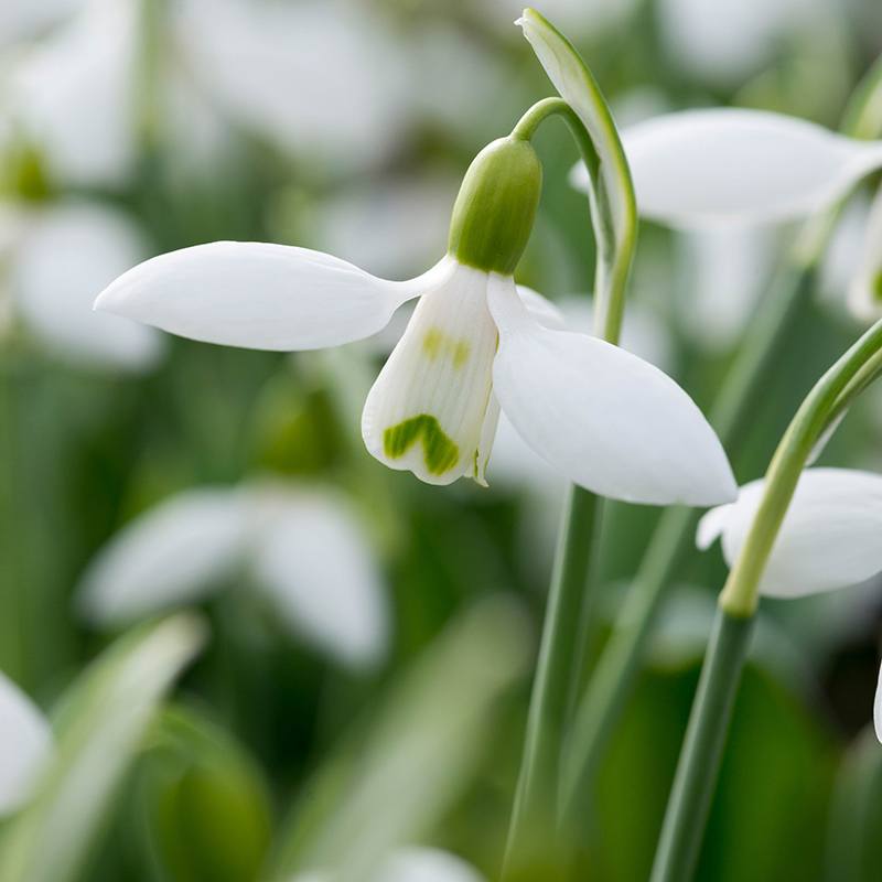 Snowdrops Galanthus elwesii Flower Bulbs