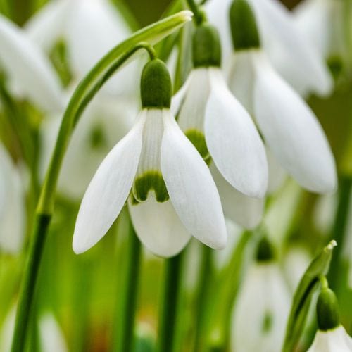 Snowdrops Galanthus nivalis Flower Bulbs