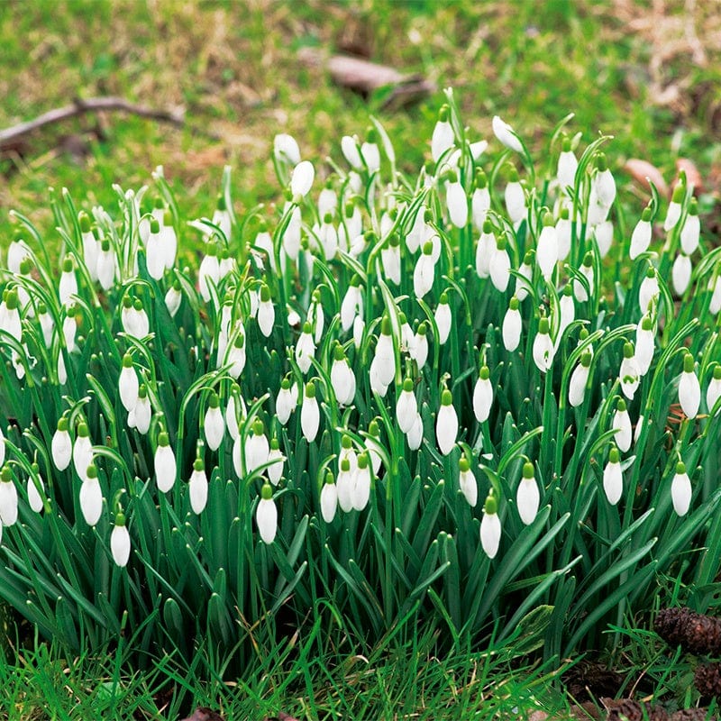 Snowdrops Galanthus nivalis Flower Bulbs