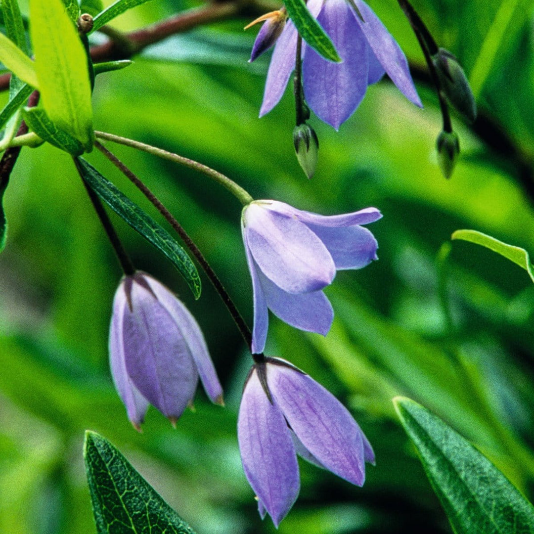 Sollya heterophylla (Bluebell Creeper) Flower Plants