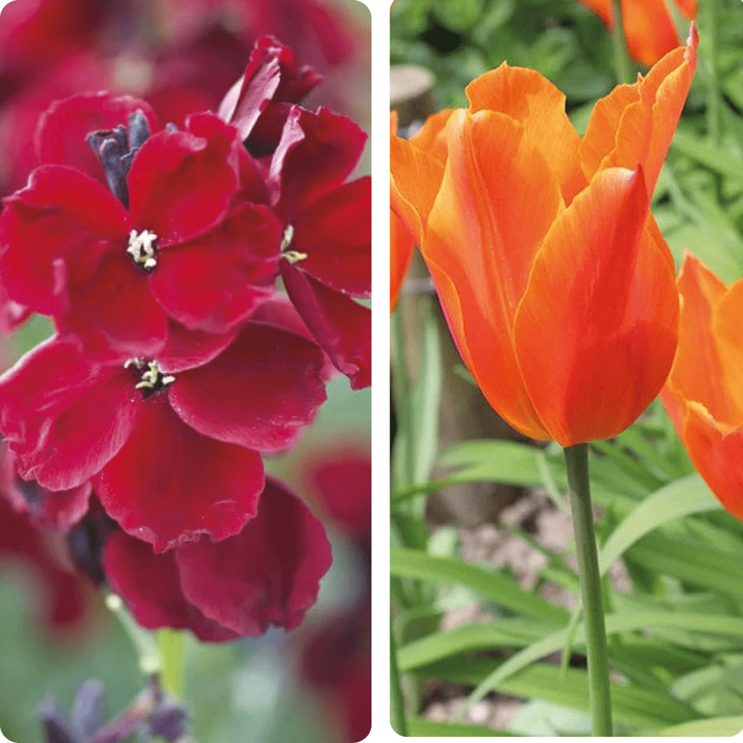 Spiced Twilight Tulip and Wallflower Collection