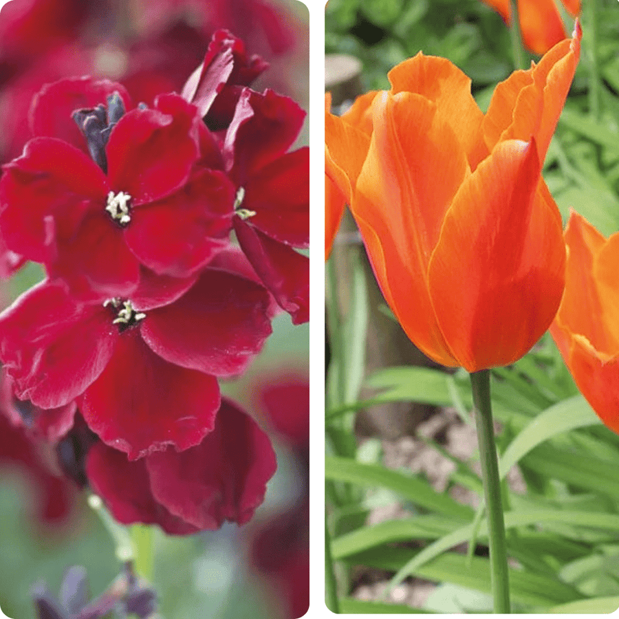 Spiced Twilight Tulip and Wallflower Collection