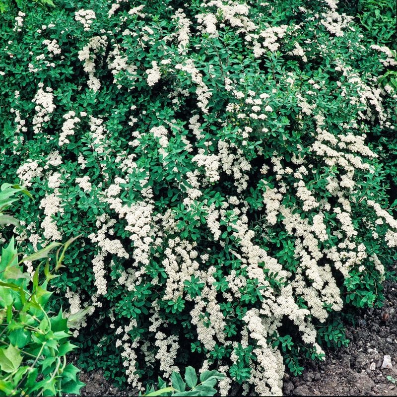 Spiraea nipponica Snowmount Shrub Plants