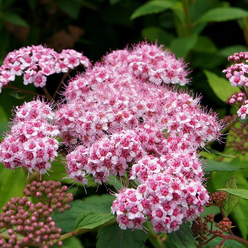 Spiraea Sparkling Champagne Shrub Plant