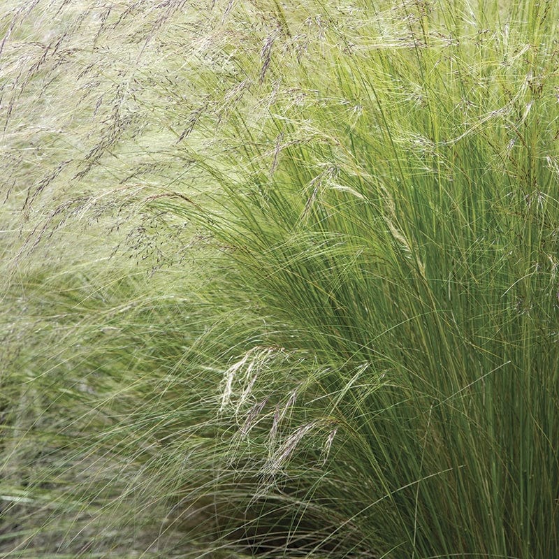 Stipa tenuissima Pony Tails