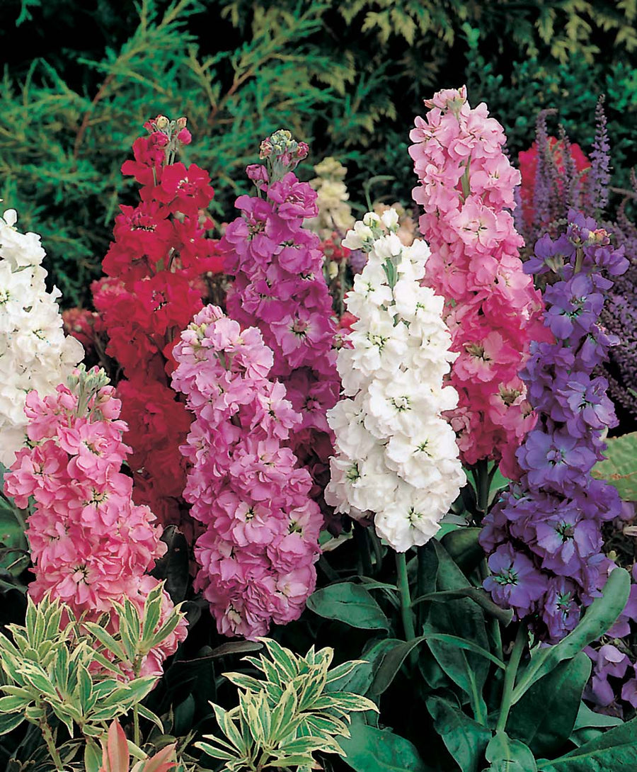 stock flower seeds Stock Excelsior Mixed Seeds From Johnsons