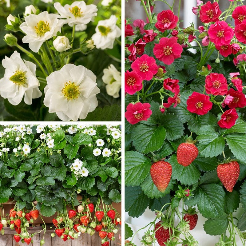 Strawberry collection