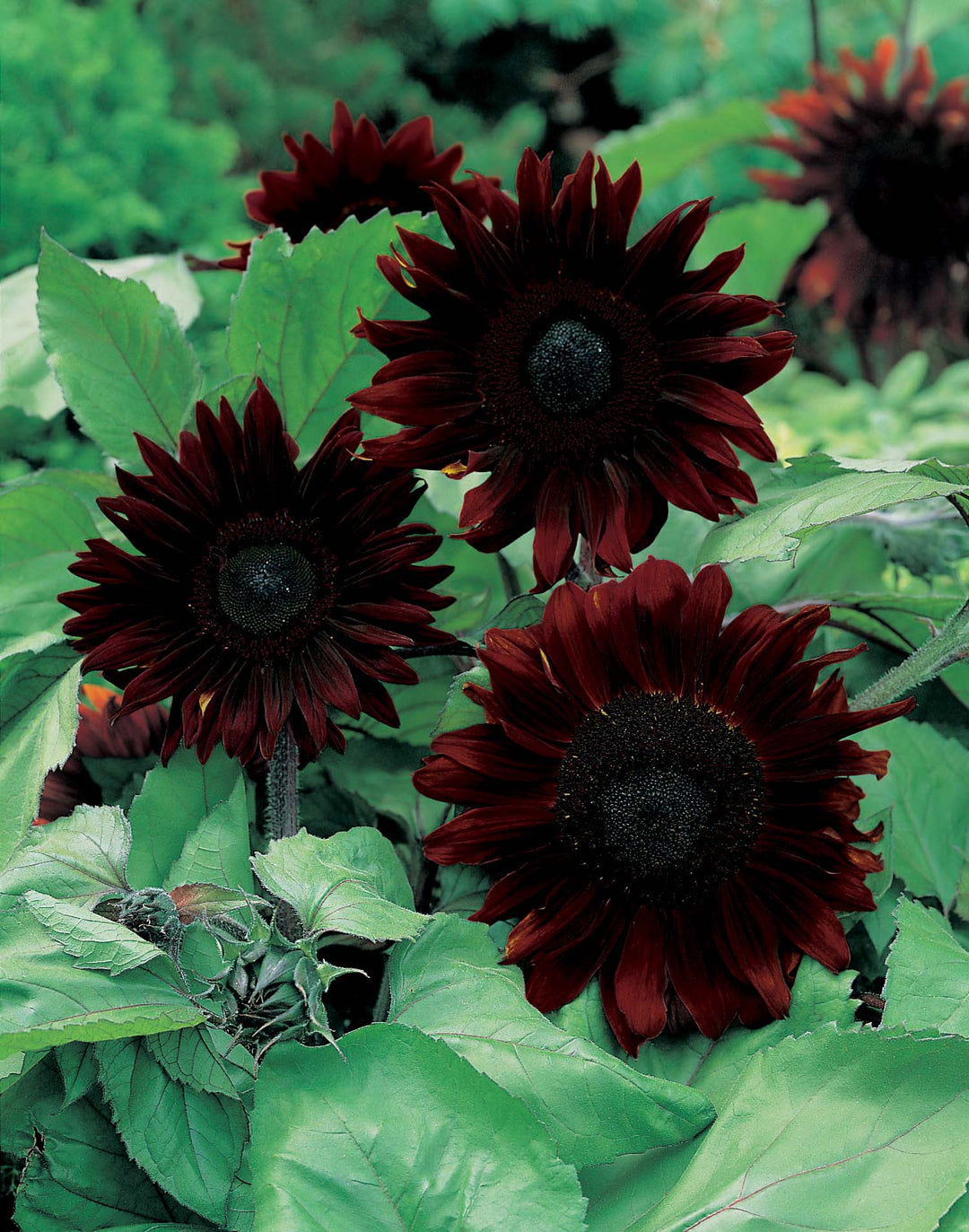 Sunflower Black Magic F1 Seeds