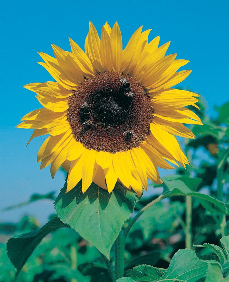 Sunflower Giant Single Seeds