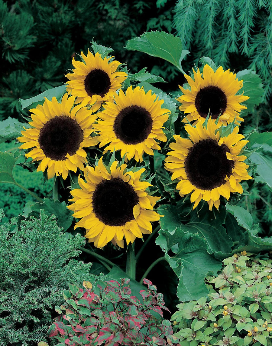 Sunflower Mezzulah F1 Seeds