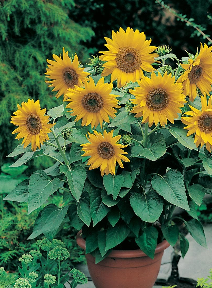 Sunflower Pacino Gold Seeds