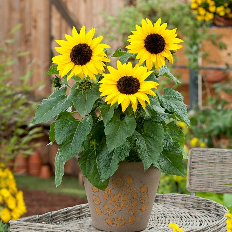 Sunflower Sunbuzz F1