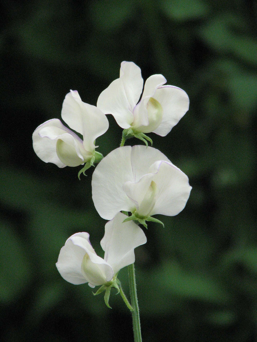 flower seeds to start in april Sweet Pea April in Paris Seeds From Johnsons