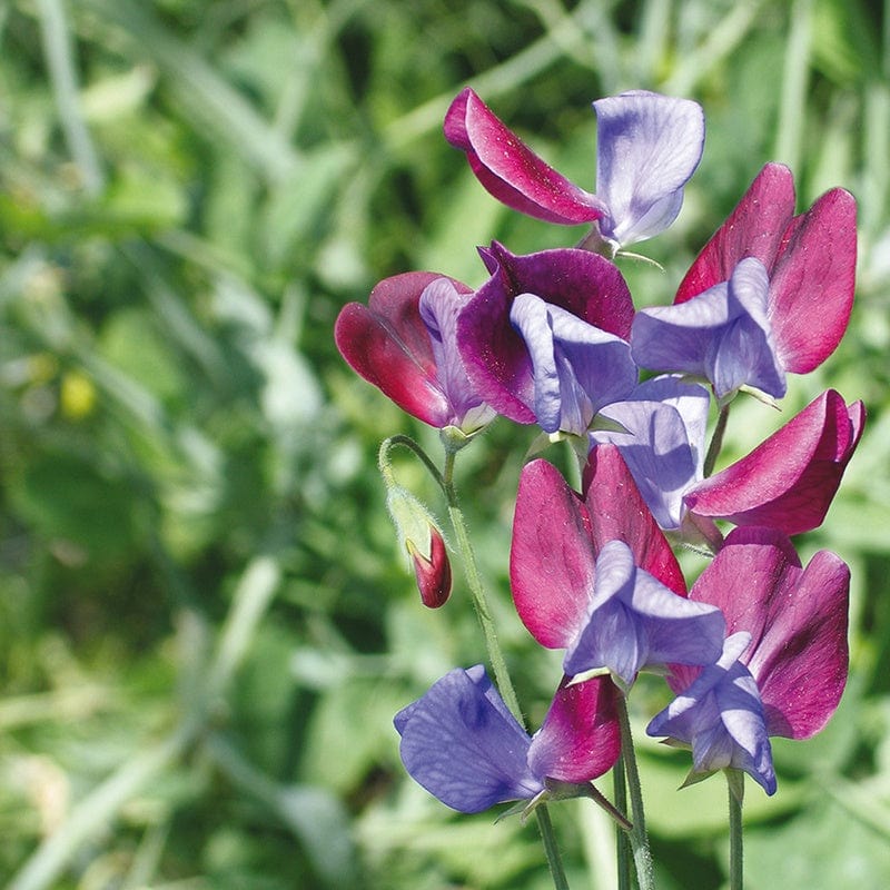 Sweet Pea Cupani