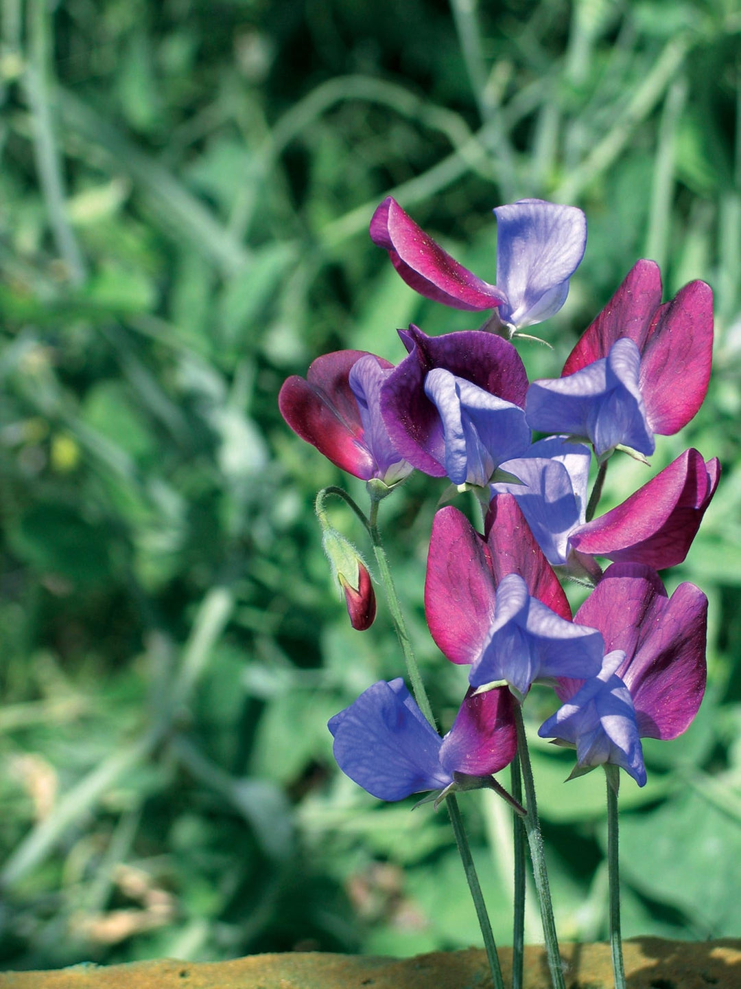 Sweet Pea Cupani Seeds