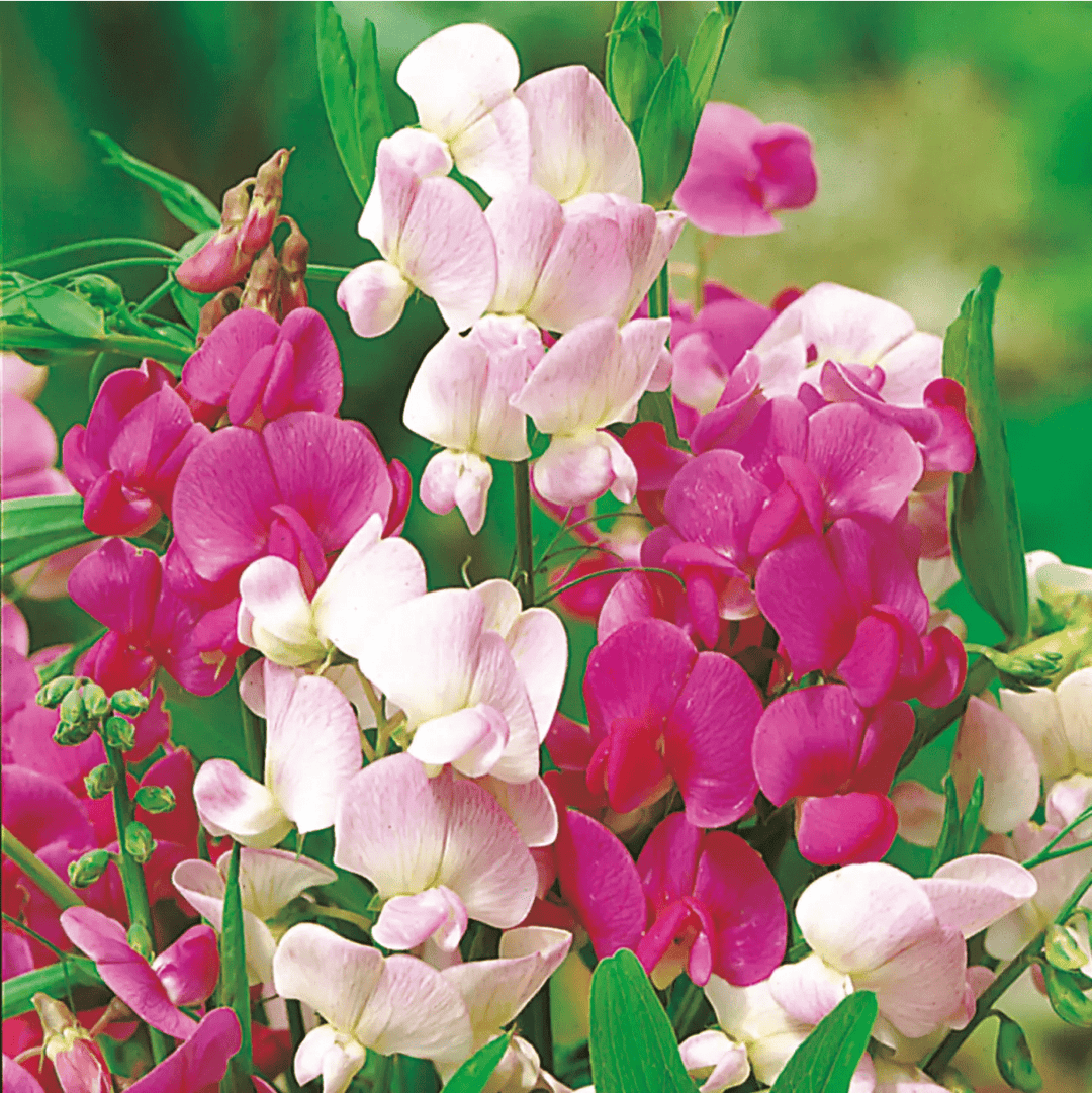 Sweet Pea Everlasting Mixed Seeds