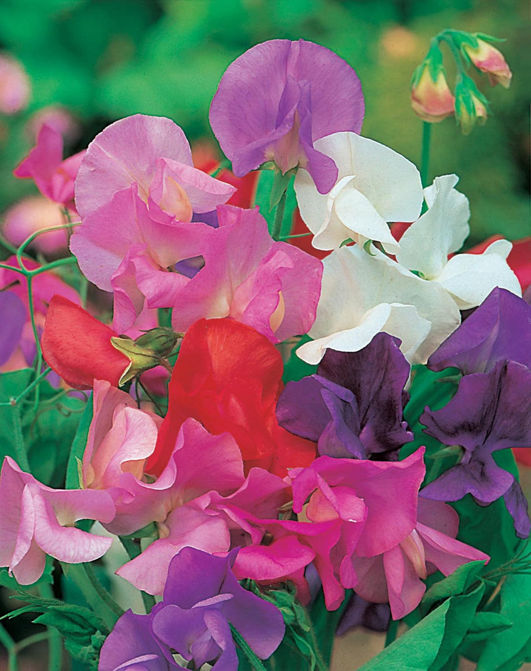 Sweet Pea Giant Wave Mixed Seeds