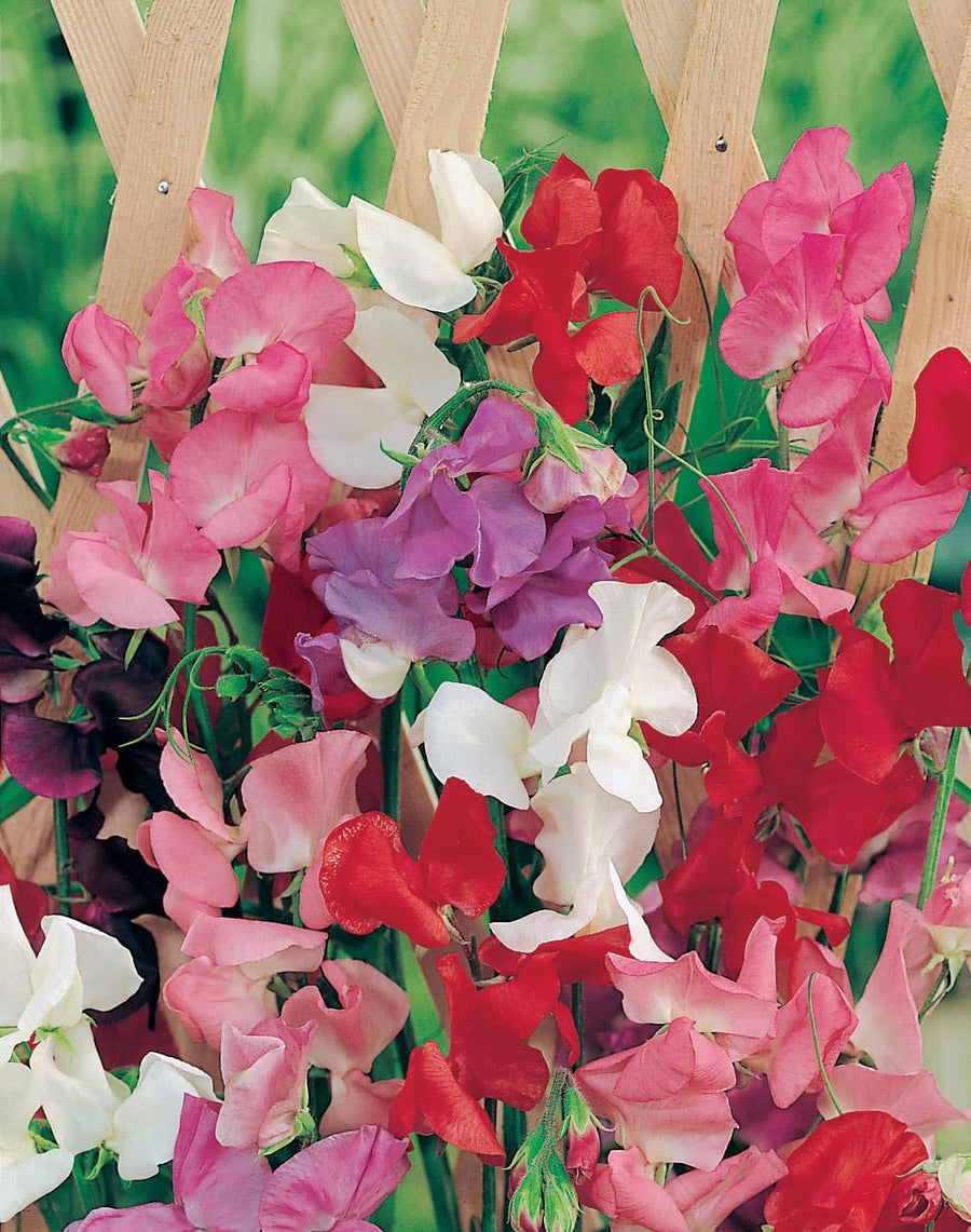 Sweet Pea Jet Set Mixed Seeds