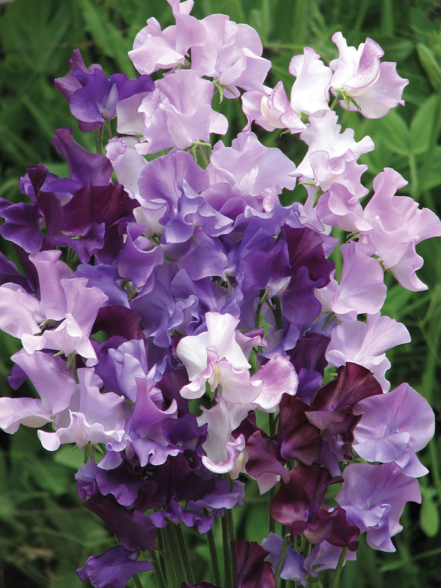 Sweet Pea Midnight Blues Seeds