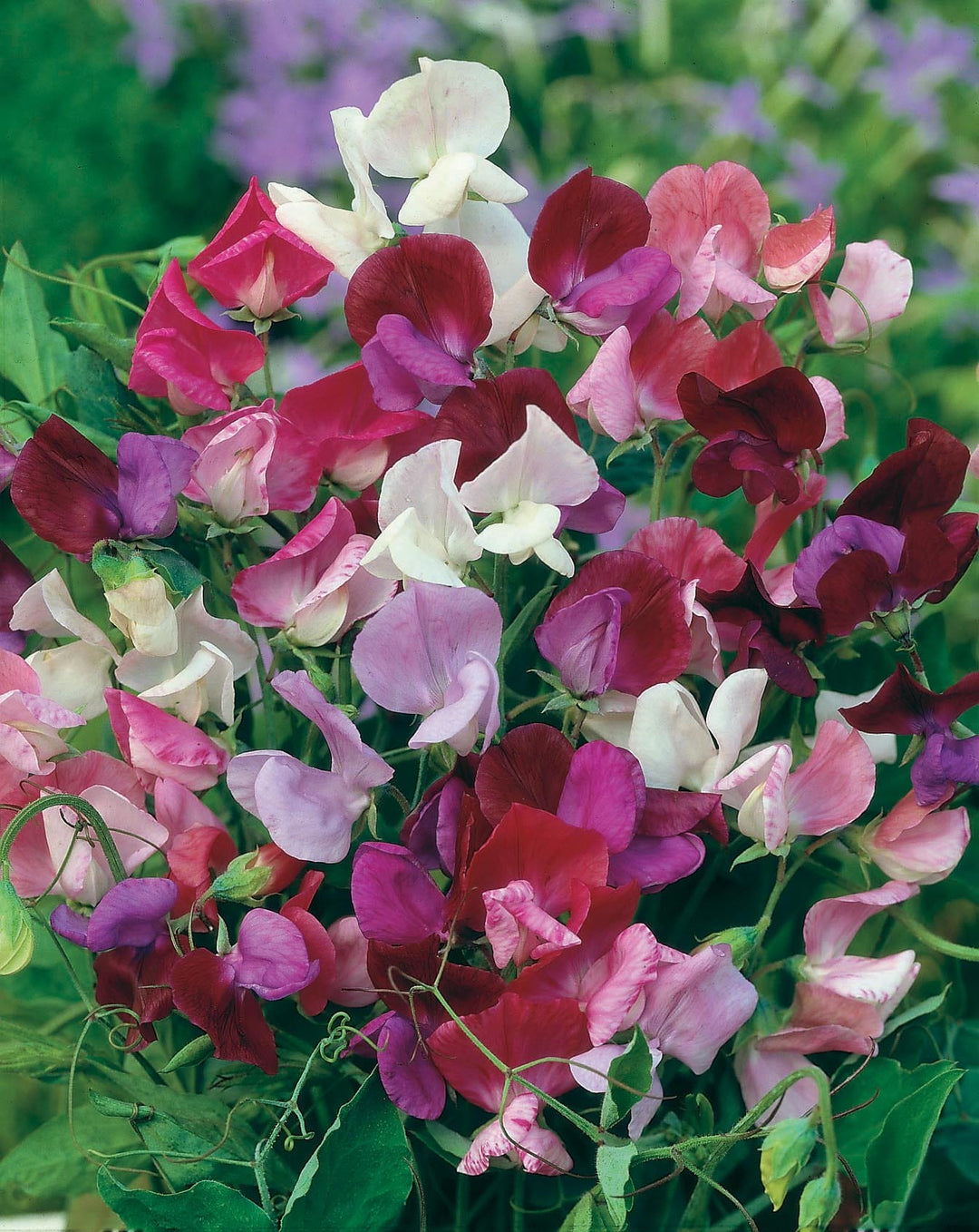 Sweet Pea Old Fashioned Mixed Seeds