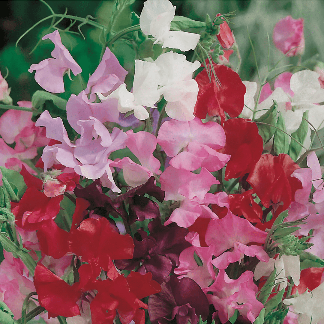 Sweet Pea Royal Mixed Seeds