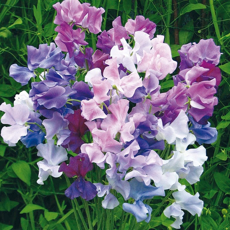 Sweet Pea Twilight