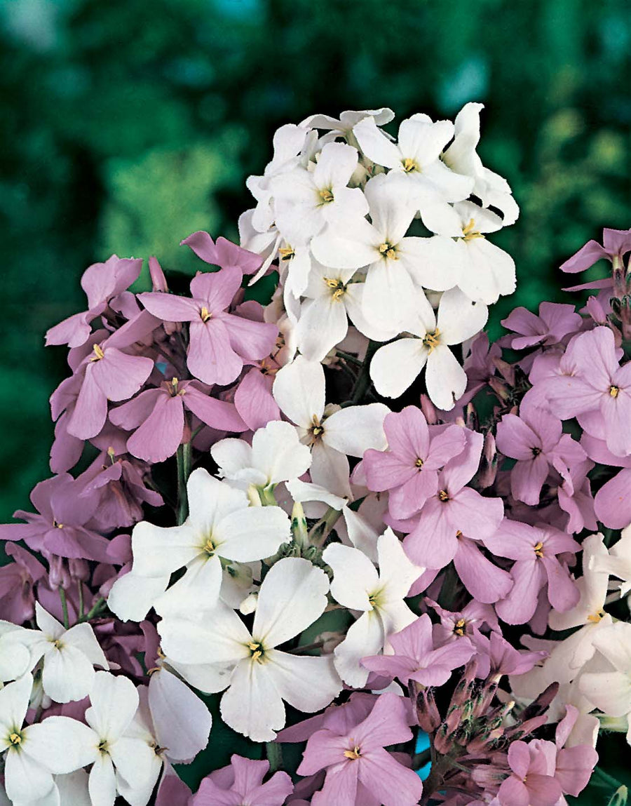sweet rocket flower seeds Sweet Rocket Mixed Seeds From Johnsons