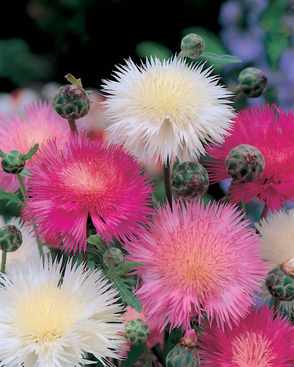 Sweet Sultan Seeds