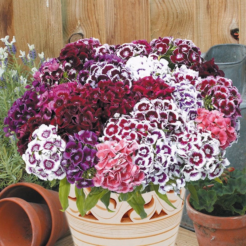 Sweet William Electron