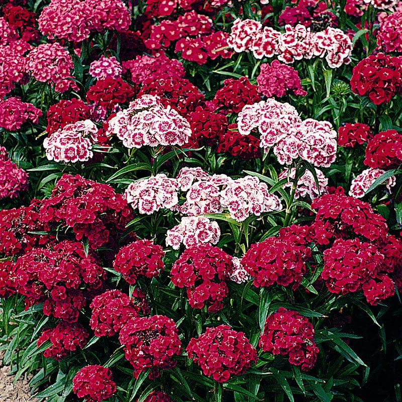 Sweet William Messenger Mix