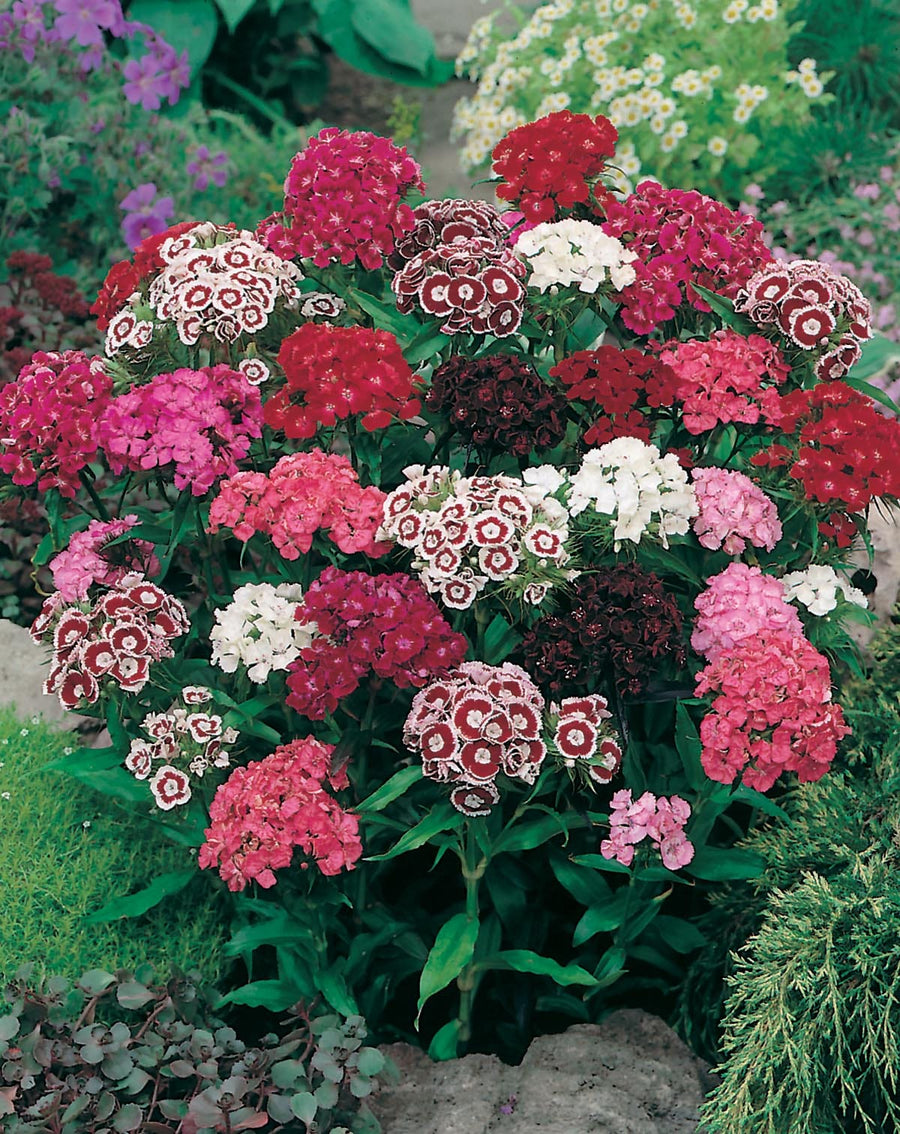 Sweet William Single Mixed Seeds