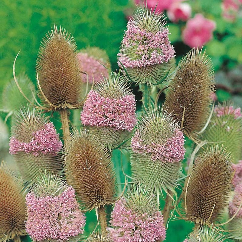 Teasel Seeds