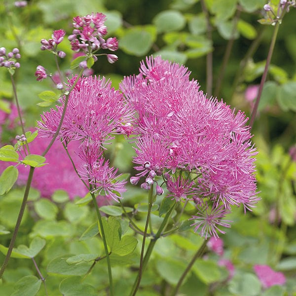 Thalictrum aquilegiifolium