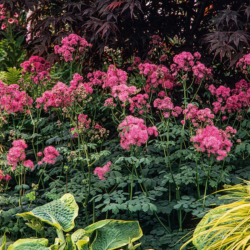 Thalictrum Thundercloud